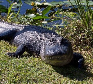 alligator